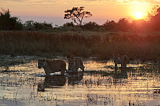 非洲狮,狮子,女性,穿过,湿地,日落,博茨瓦纳