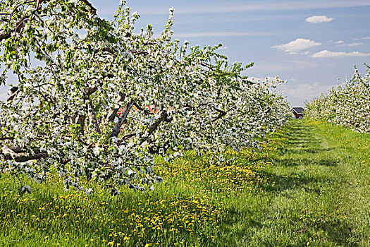 苹果树,果园,春天,魁北克,加拿大