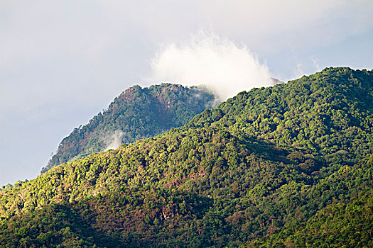 雨林,坦桑尼亚