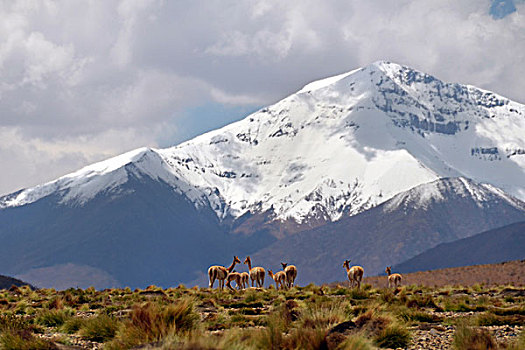 野生,站立,正面,积雪,顶峰,高原,区域,玻利维亚,阿根廷,智利,南美