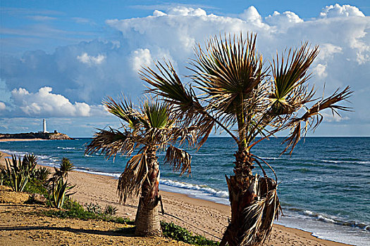 棕榈树,灯塔,岬角,特拉法尔加,西班牙