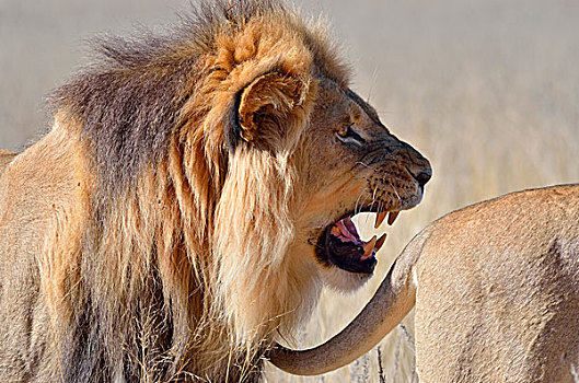 狮子,叫,跟随,尾部,雌狮,卡拉哈迪大羚羊国家公园,北开普,南非,非洲