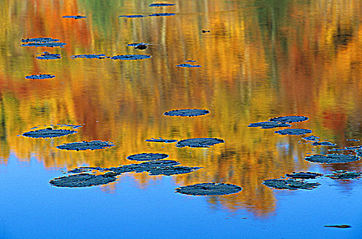 秋叶,反射,水塘,荷叶,魁北克,加拿大