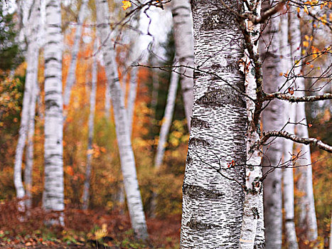 桦树,树,秋天,叶子,树林,公园,安大略省,加拿大,北美