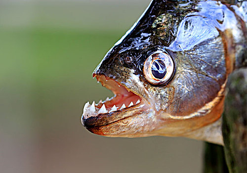 水虎鱼,成年,头像,展示,牙齿,潘塔纳尔,巴西,南美
