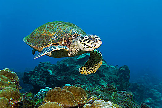 海龟,蠵龟,游动,上方,礁石,岛屿,哥斯达黎加,北美