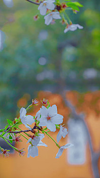 南京鸡鸣寺樱花