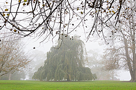 树,雾气,纽波特,罗德岛,美国