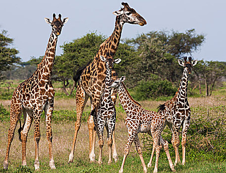 长颈鹿,塞伦盖蒂国家公园,坦桑尼亚