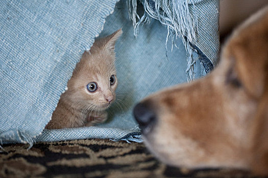 特写,小猫,隐藏,毯子,看,狗