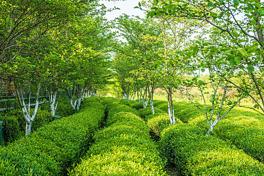 绿色的茶园,南昌凤凰沟