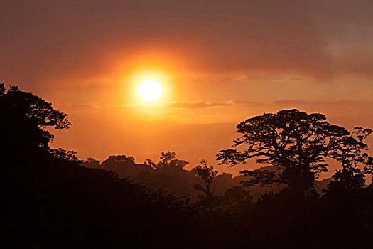 热带,日落,哥斯达黎加,中美洲