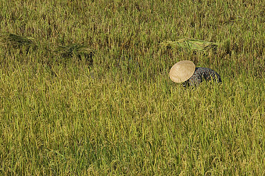 越南,靠近,农民,收获,稻米
