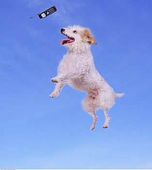 杰克罗素狗,小狗,跳跃,抓住,手机