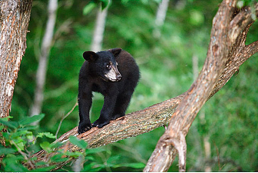黑熊,幼兽,树上,美国