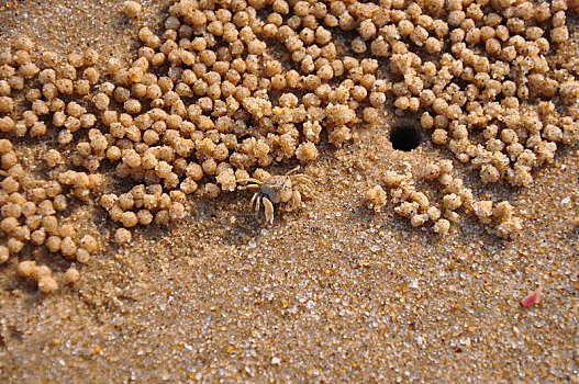 螃蟹筑巢穴