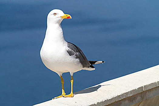 黄腿鸥,马略卡岛,巴利阿里群岛,西班牙,欧洲