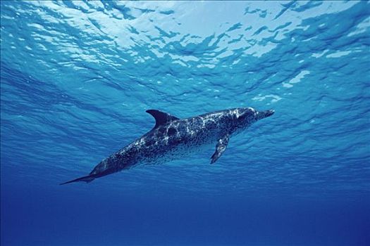 大西洋点斑原海豚,花斑原海豚,成年,漂浮,青绿色,水,巴哈马
