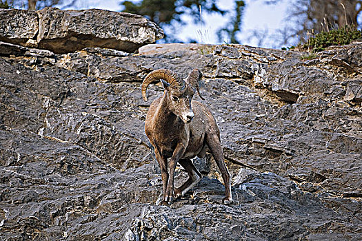 大角羊,公羊,侧面,岩石,山,灾难,碧玉国家公园,艾伯塔省,加拿大
