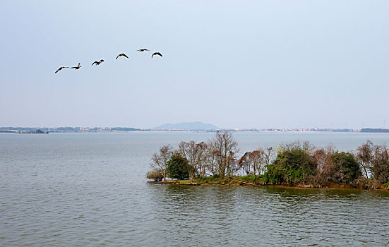 江西军山湖候鸟