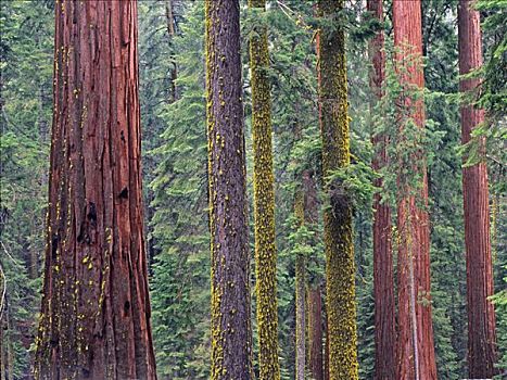 北美红杉,树,小树林,优胜美地国家公园,加利福尼亚