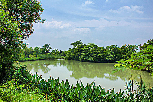 杭州西溪湿地风光