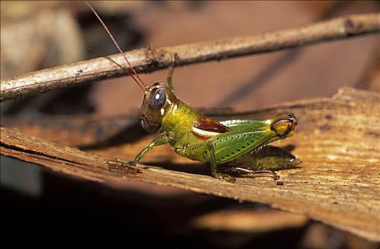 蝗虫,哥斯达黎加