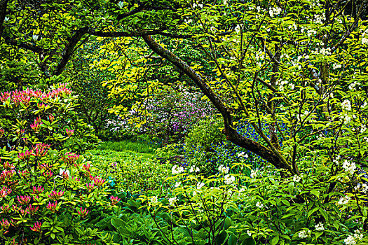 有花灌木,树,庄园,花园,靠近,碎屑,格洛斯特郡,科茨沃尔德,英格兰,英国