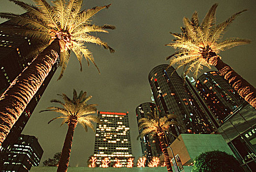 加利福尼亚,洛杉矶,棕榈树,夜晚,世纪广场