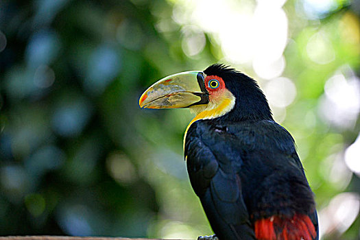 巨嘴鸟,伊瓜苏,巴西,南美