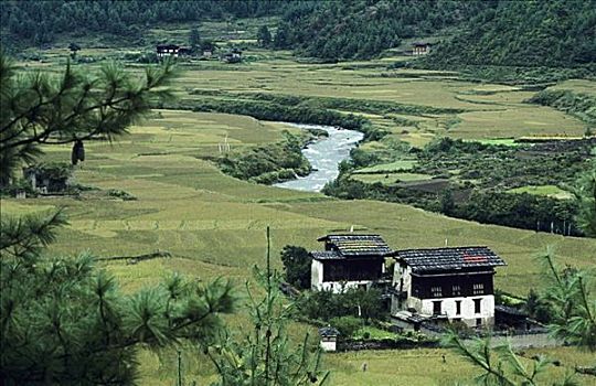 不丹,河,弯曲,农田,住房