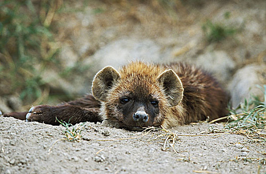 斑鬣狗,幼兽,睡觉,巢穴,入口,马赛马拉,公园,肯尼亚