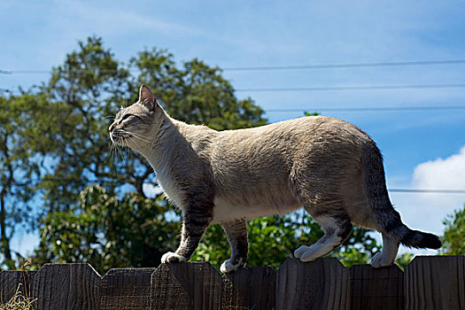 猫,围栏,侧面