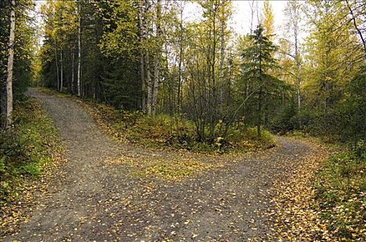 分叉,小路,树林,叶子,楚加奇州立公园,阿拉斯加,秋天