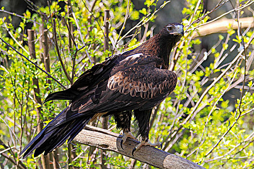 鹰,成年,栖息,枝头,澳洲南部,澳大利亚
