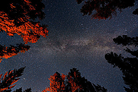 银河,树林,班芙国家公园