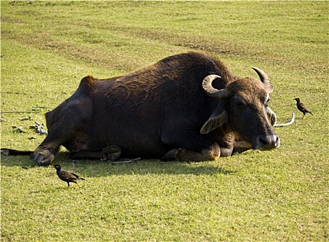 水牛,国家公园