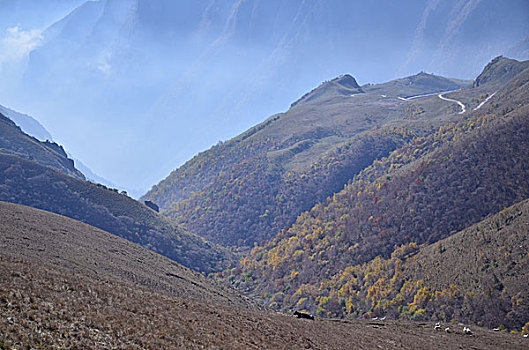 茶山秋色