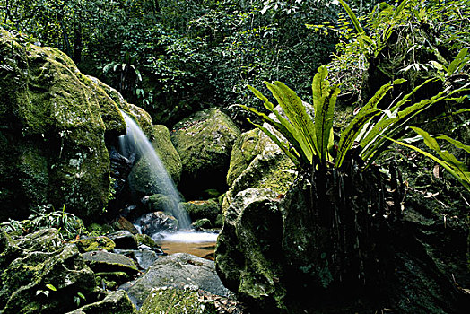 马达加斯加,好奇,瀑布,树林,大幅,尺寸