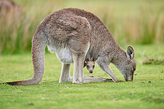 大灰袋鼠,灰袋鼠,小动物,放牧,威尔逊-普勒蒙特利国家公园,维多利亚,澳大利亚,大洋洲