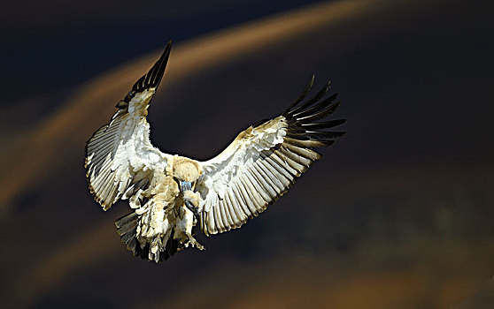 秃鹰,南非兀鹫,飞行,巨大,城堡,国家公园,纳塔耳,南非,非洲