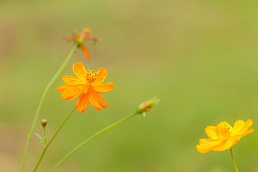 格桑花