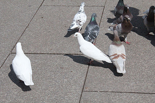 哈尔滨圣·索菲亚大教堂广场上悠闲的鸽子