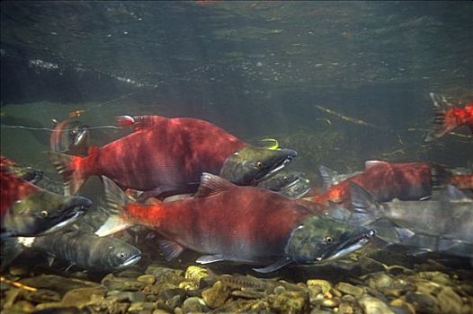 红鳟鱼,水下,产卵,阶段,鱼群,俄罗斯,河