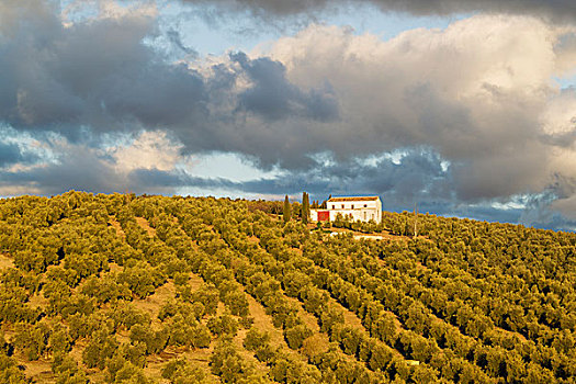 种植,橄榄树,欧橄榄,农舍,马拉加省,安达卢西亚,西班牙,欧洲