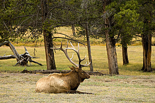 公麋鹿,黄石国家公园,怀俄明,美国