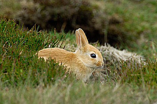 欧洲兔,兔豚鼠属,费吕沃,国家公园,格尔德兰,荷兰