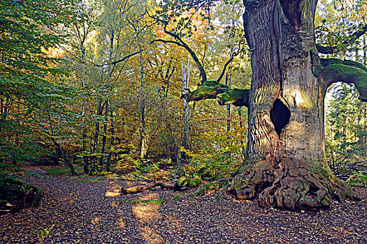 橡树,栎属,自然保护区,古老,树林,黑森州,德国,欧洲