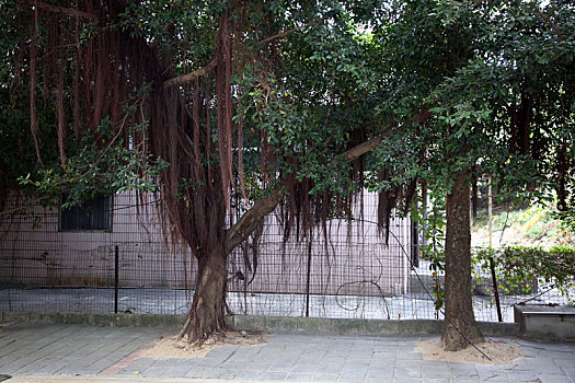 粗壮高大的榕树盘根错节,成为道路两边一道独特景观