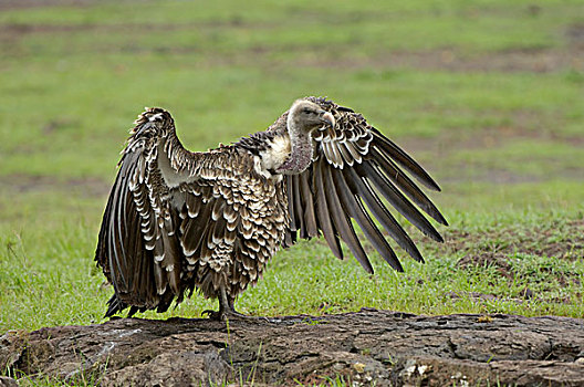 半狮半鹫的怪兽,秃鹰,成年,站立,地面,展翅,马赛马拉,肯尼亚,非洲